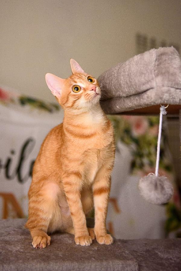 Zoe una perla rossa da 8 mesi  Foto 5